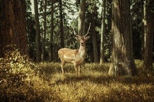 Helfen Sie mit, die Schönheiten der Natur zu erhalten! © lassedesignen - Fotolia.com